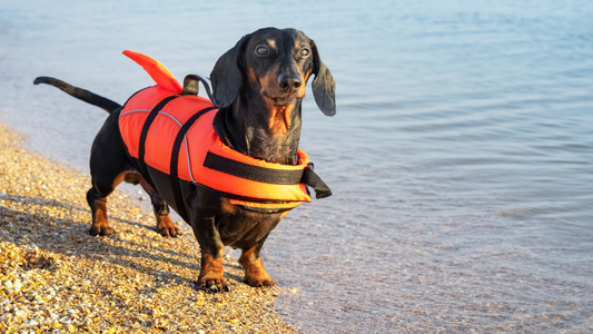 Dive In: Teaching Your Dog to Swim Safely While Camping