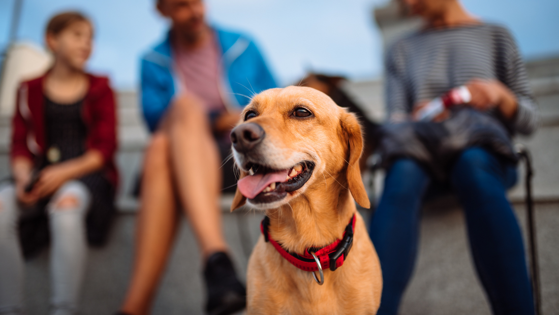 The Unsung Pillars of Rescue: Dog Foster Parents