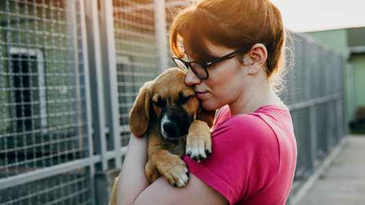 October: Celebrating National Adopt a Shelter Dog Month