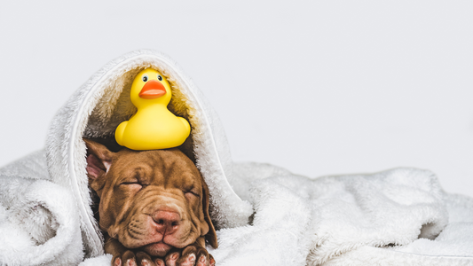 The Truth About Dog Soap and Shampoo