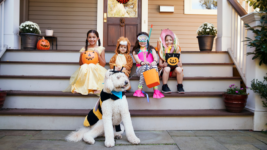 Paw-lloween Magic: Tricks, Treats, and Tails in the Twilight!