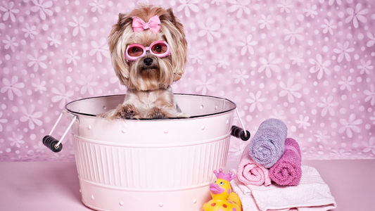 The Four Essential Baths Every Dog Owner Should Know