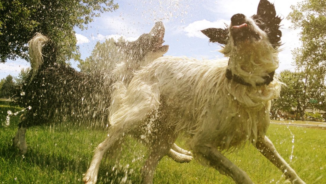 Give Your Dog a Bath - Step 1: Get Dirty! 10 Awesomely Fun Ways to Make a Mess