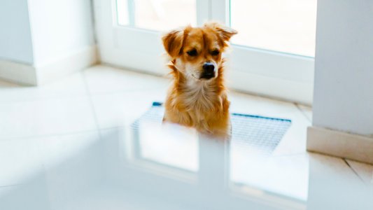 Welcoming Your Rescue Dog: Tips for a Happy Transition to Their Forever Home
