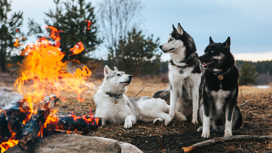 The Ultimate Checklist for Choosing the Perfect Camping Soap for Your Dog