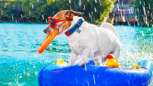 Dive In: Make a Splash with a Summer Pool Pawty for Your Dog