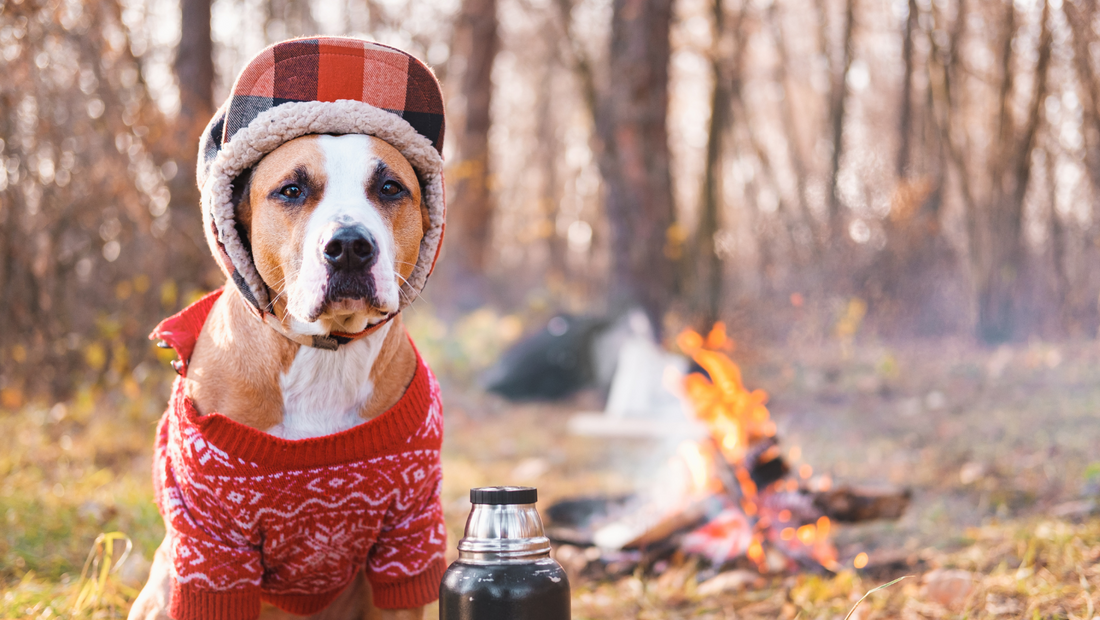 The Ultimate Guide to Camping with Your Dog