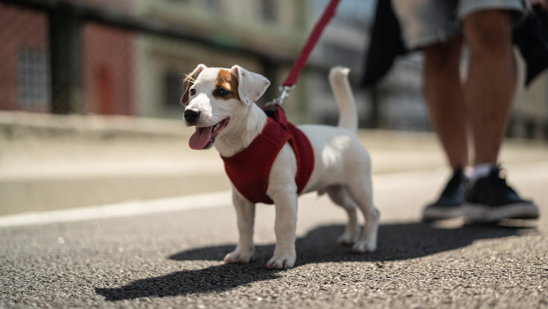 Navigating Urban and Apartment Living with Pets: Challenges, Perks, and Tips