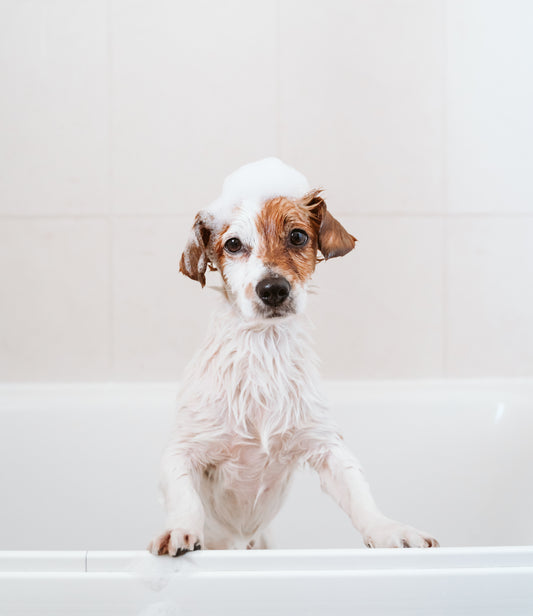 How to Choose the Best Soap for Your Dog's Coat Type