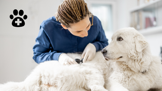 Keeping Your Dog's Cyst Clean: A Key to Faster Healing