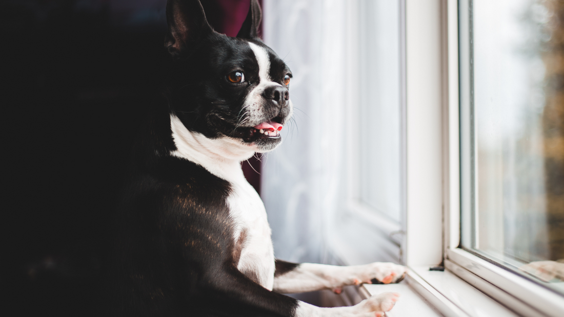 Balancing Act: Navigating Dog Ownership as a Busy Working Professional