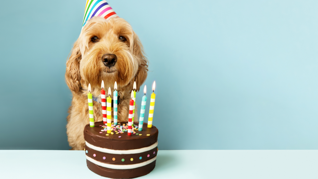 DOGust: Celebrating Every Shelter Dog’s Special Day