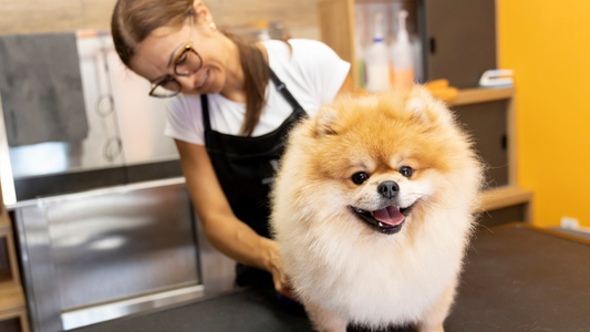 Finding and Selecting the Right Dog Groomer Near You