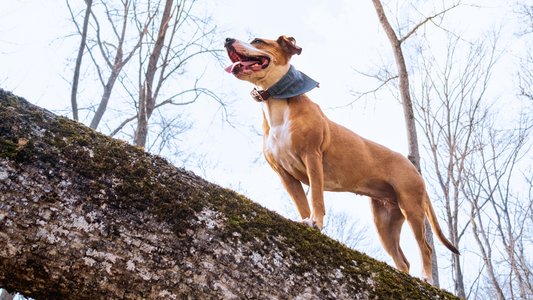 The Great Outdoors: A Test of Resilience for Adventure Dogs