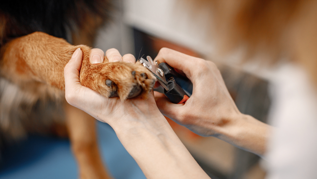 Celebrating Groomers: The Unsung Heroes in Our Dogs' Lives