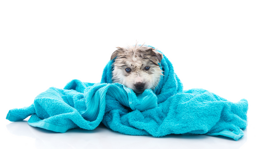 Embracing Holistic Dog Grooming: A Whole-Dog Approach to Care