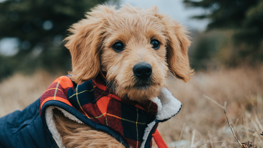 5 Reasons Your Dog Loves Fall