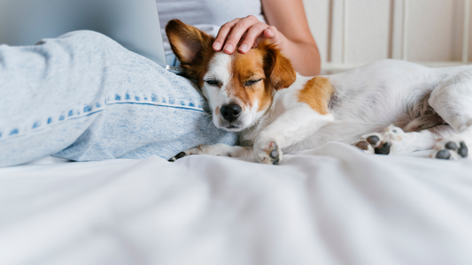 Pet-Friendly Cleaning: A Holistic Approach to a Pet-Safe Home