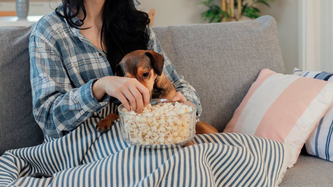 Dog Friendly Movie Time: Share a Popcorn Bowl with Your Pooch!