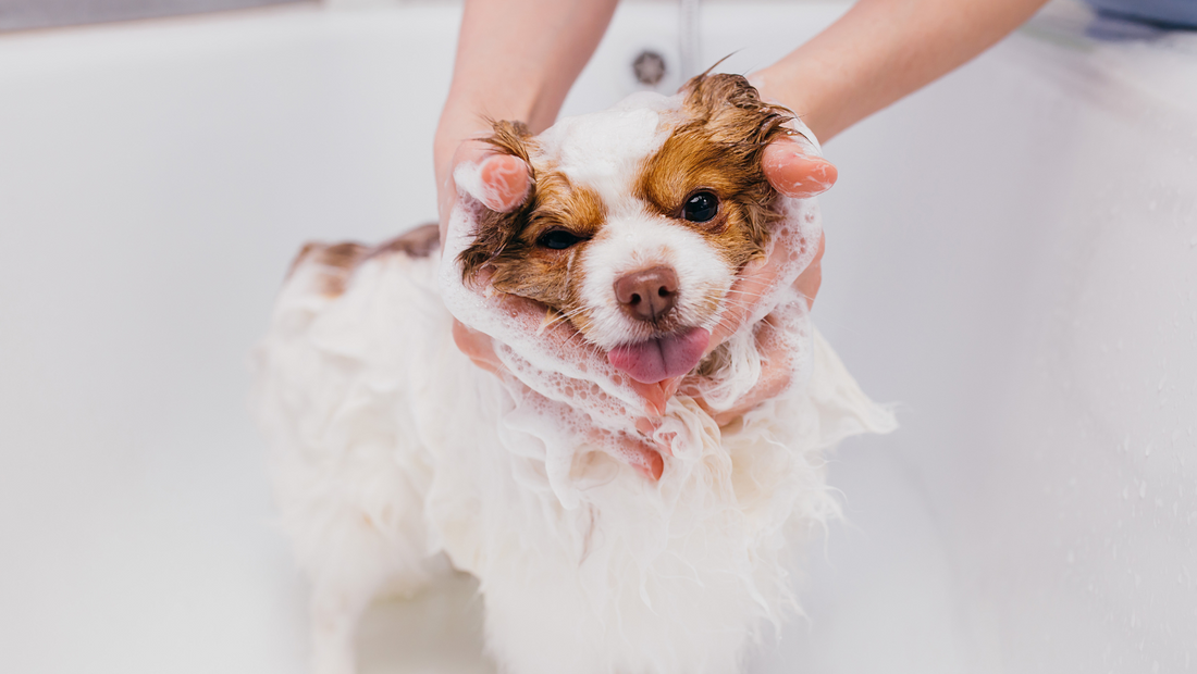 5 Things You Didn't Know About Real Soap for Dogs