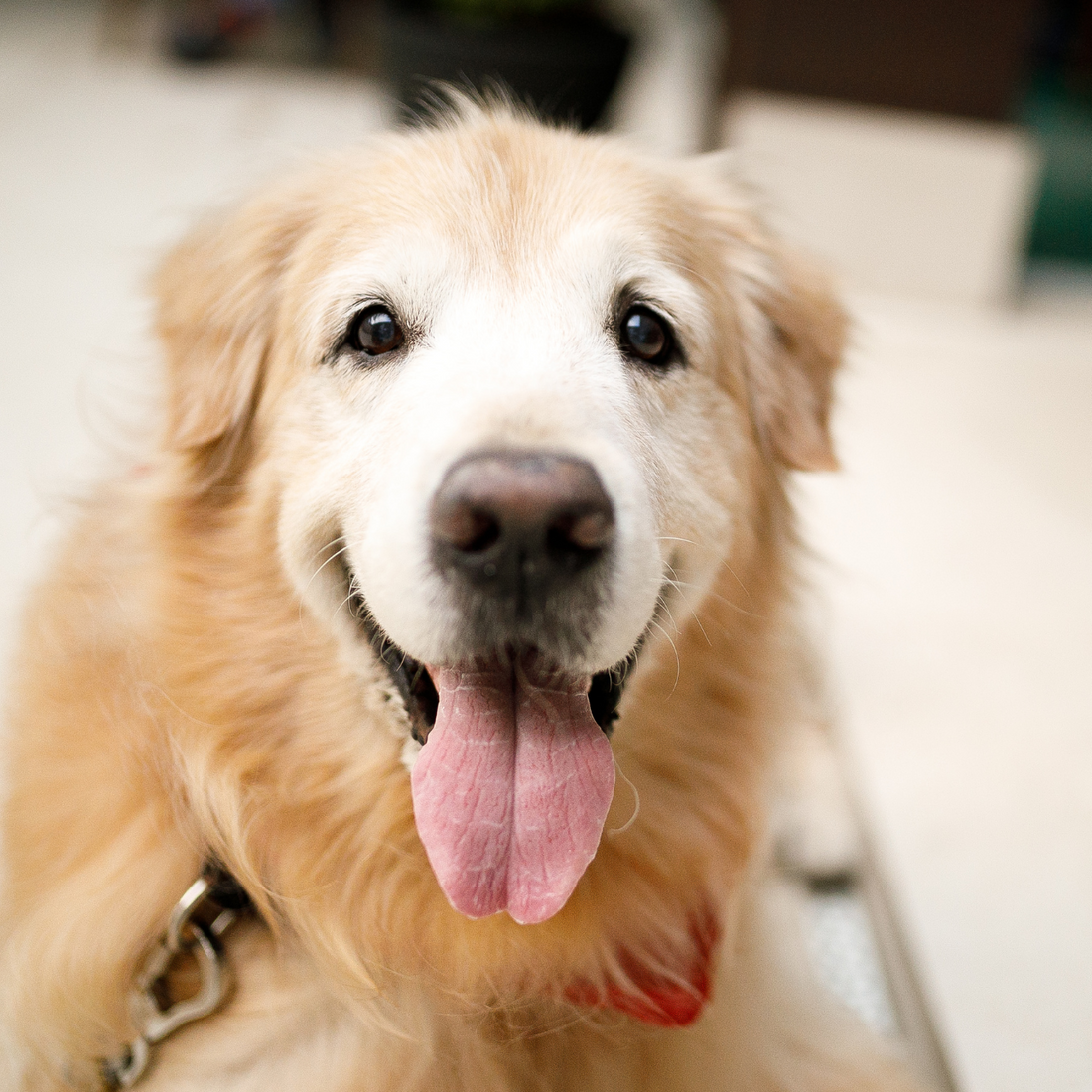 The Emotional and Health Benefits of Adopting a Senior Dog