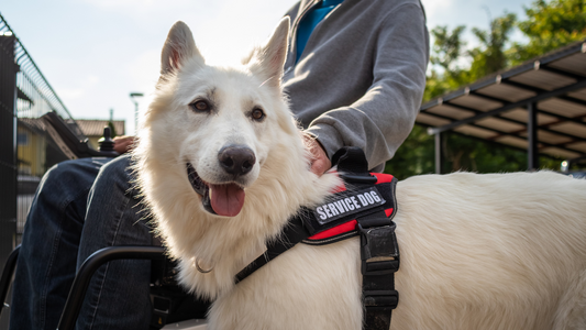Celebrating National Service Dog Month: How You Can Make a Difference