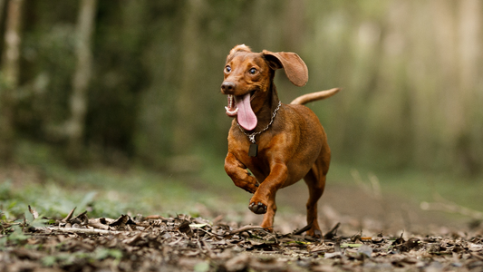 Dogs with Sensitive Skin: Living a Full and Happy Life