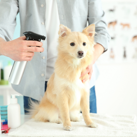 DIY Dog Spray: How to Make a Natural, No-Rinse Solution for a Clean and Fresh-Smelling Pup