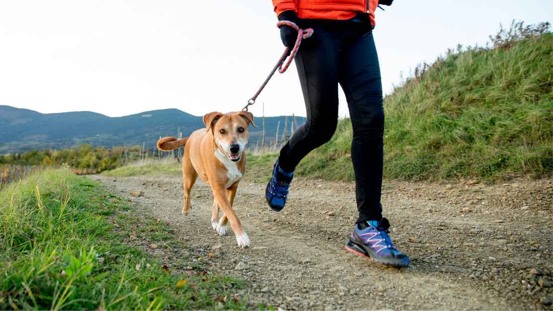 Your Dog: The Unexpected Personal Trainer You've Been Looking For