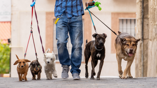 National Dog Walker Appreciation Day: A Tribute to Our Everyday Heroes