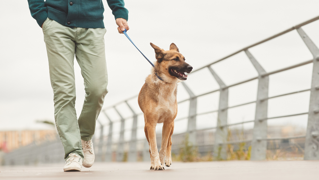 The Joy of Movement: National Walk Your Dog Month